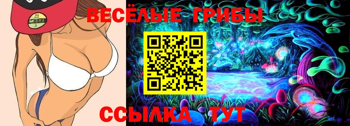 Галлюциногенные грибы Psilocybe Североуральск